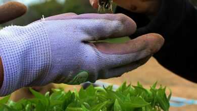 a person holding a plant in their hands