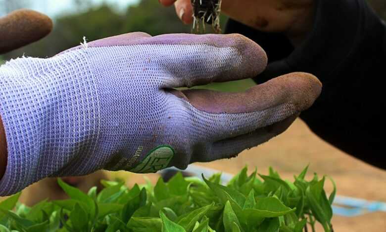 a person holding a plant in their hands