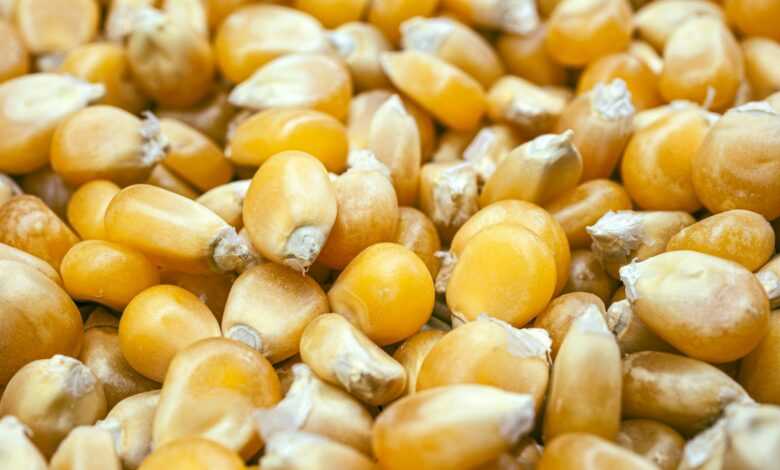 a close up of a bunch of corn