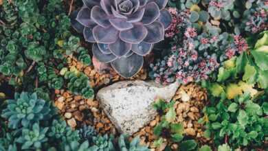 grey stone surrounded with succulent plants