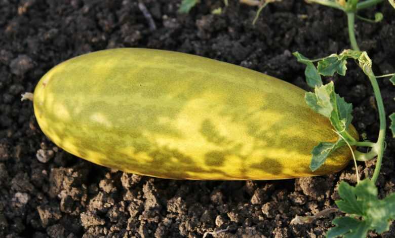 a yellow cucumber is growing in the dirt