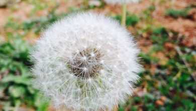 two white flowers photo