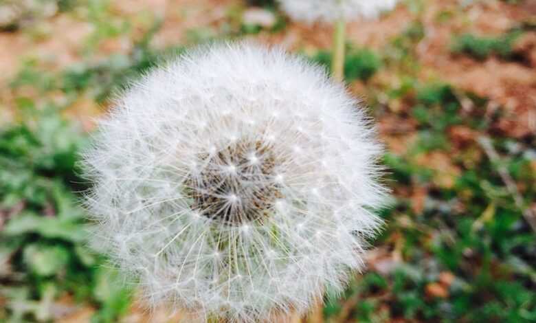 two white flowers photo