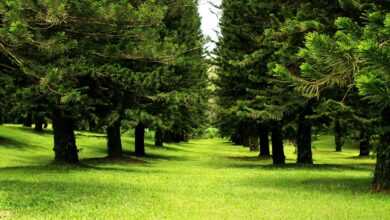 green grass field with trees