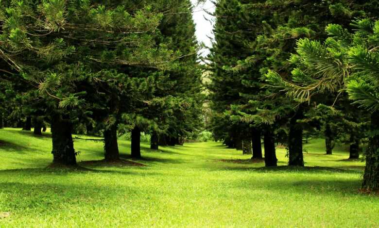 green grass field with trees