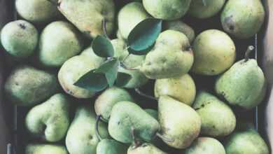 bunch of gourd fruits