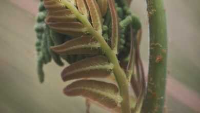 a close up of a plant with a blurry background