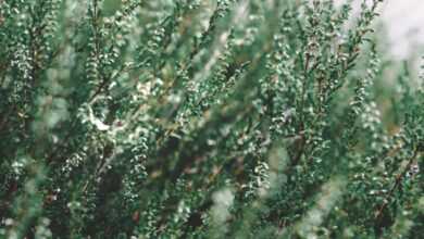 green pine tree covered with snow
