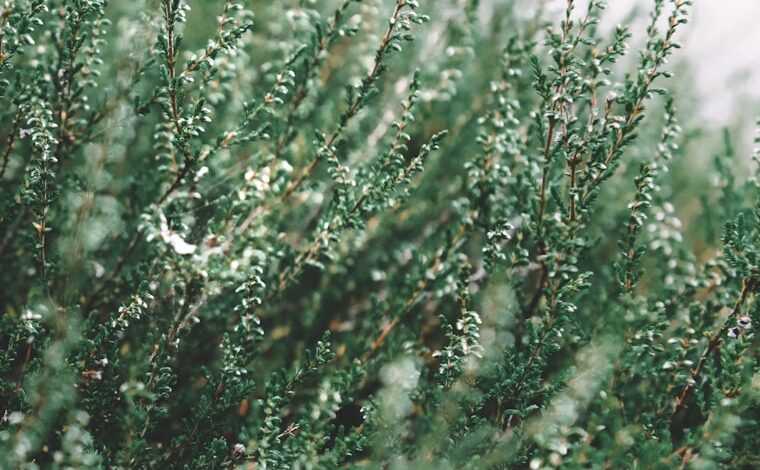 green pine tree covered with snow