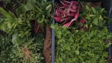 variety of green vegetables