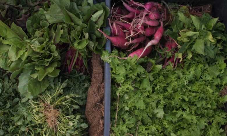 variety of green vegetables