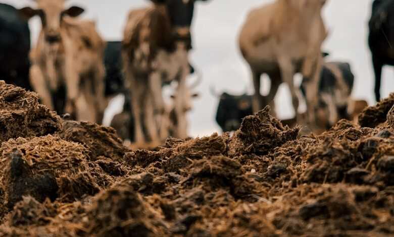 herd of white and brown goats on brown dried leaves during daytime