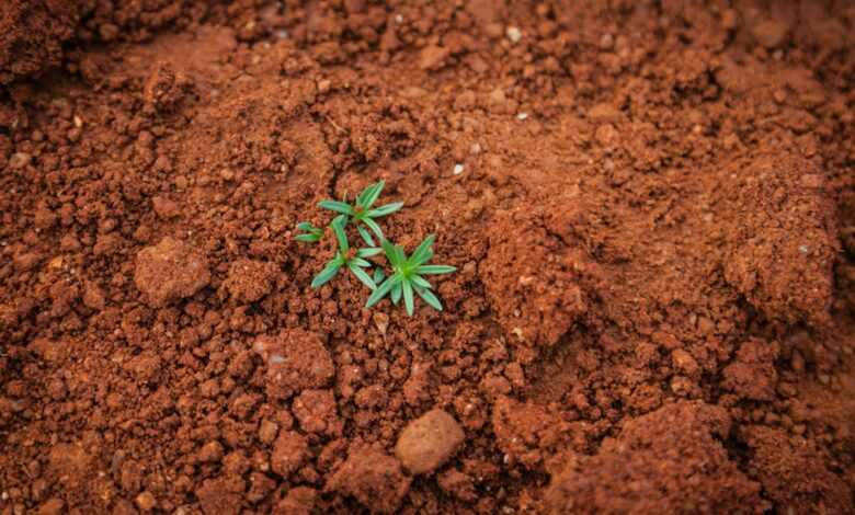 green plant on soil