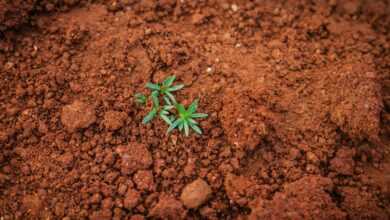 green plant on soil