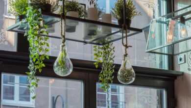 two clear glass hanging plants