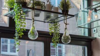 two clear glass hanging plants