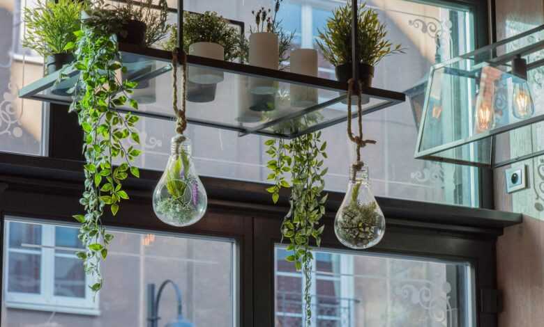 two clear glass hanging plants