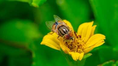 a close up of a bee on a yellow flower