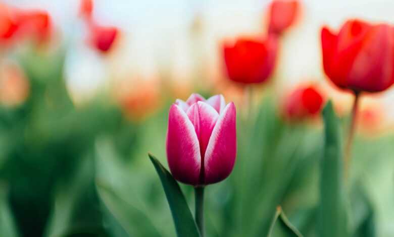 selective focus photography of pink flower