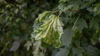 a green leaf on a plant