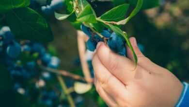 person holding blue berry