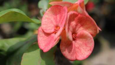 pink flower in macro shot