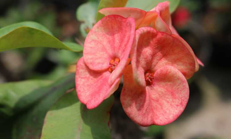 pink flower in macro shot