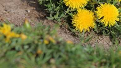 a bunch of yellow dandelions in a field