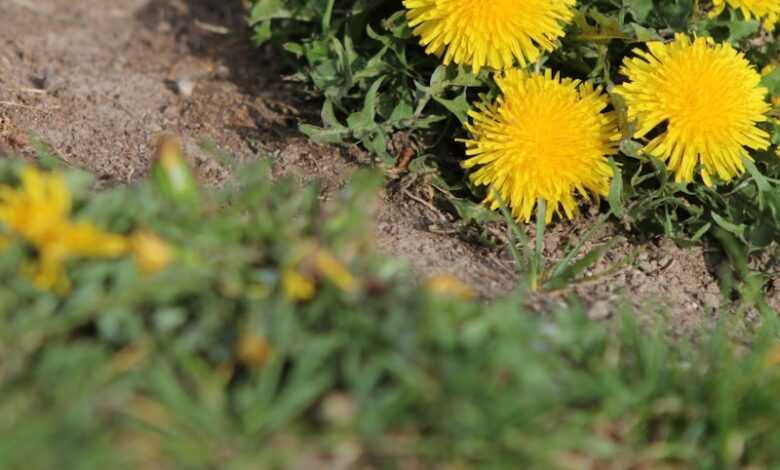 a bunch of yellow dandelions in a field