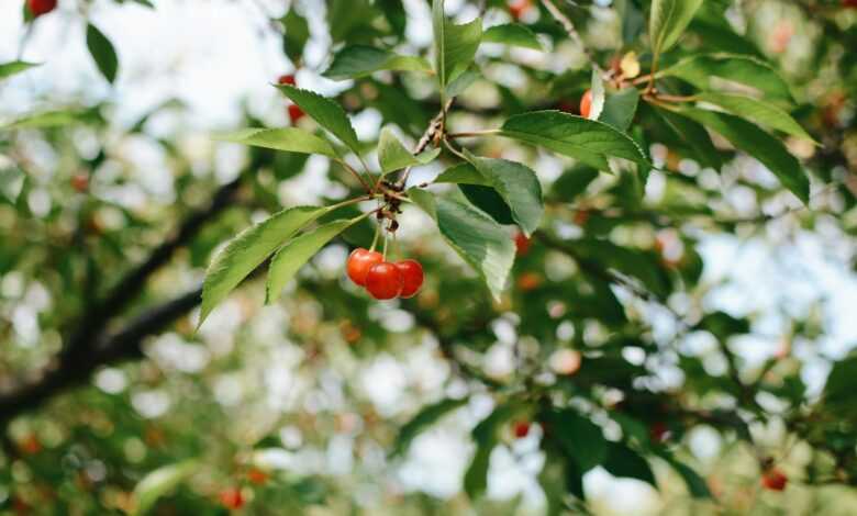 red cherry fruit