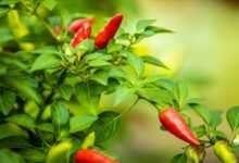 selective focus photography of red chilies