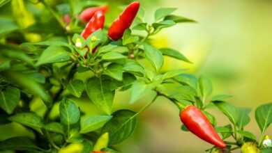 selective focus photography of red chilies