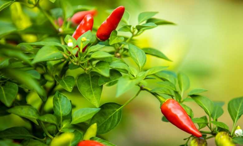 selective focus photography of red chilies