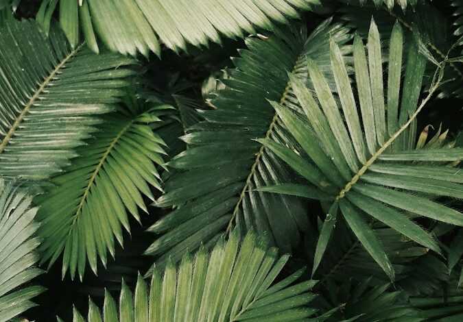 palm leaves