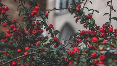 red fruit tilt shift photo