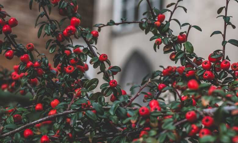 red fruit tilt shift photo