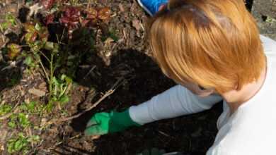 a person planting a tree