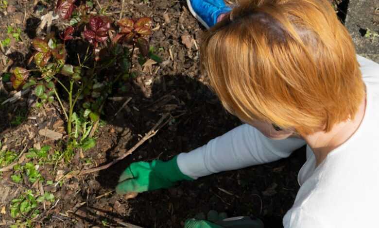 a person planting a tree