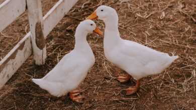 two white ducks beside fence