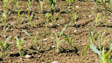 green grass on brown soil