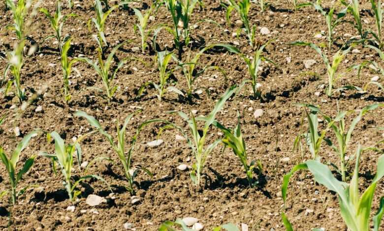 green grass on brown soil