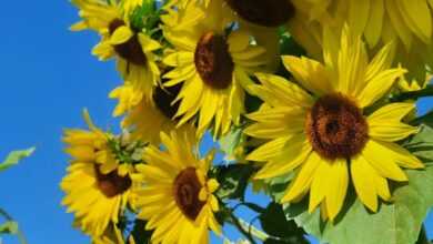 a group of sunflowers