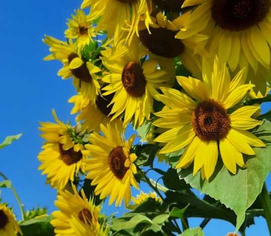 a group of sunflowers