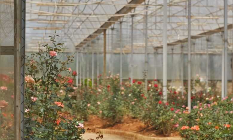 green and red plants inside greenhouse