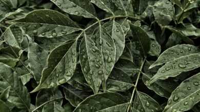 green ovate leaves with dew drops