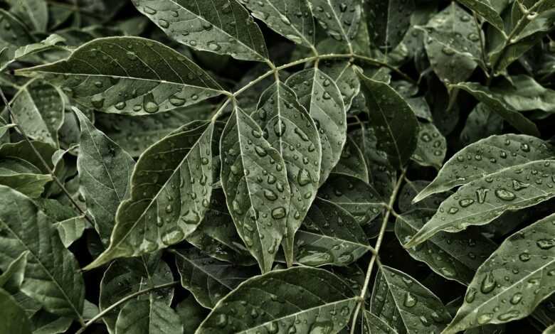 green ovate leaves with dew drops