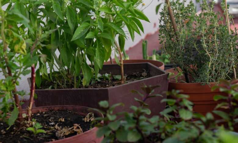 a group of plants in pots