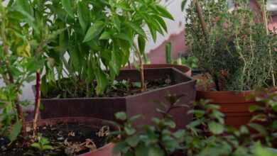 a group of plants in pots