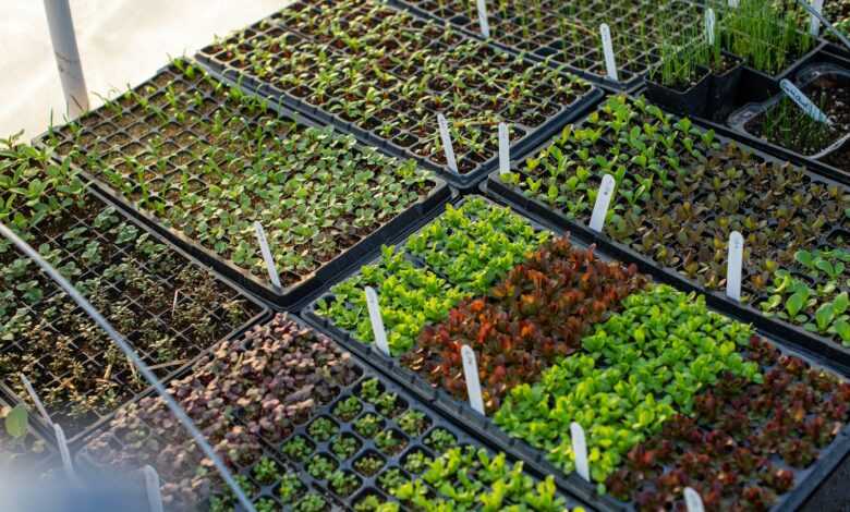 green and brown leaves on gray steel rack