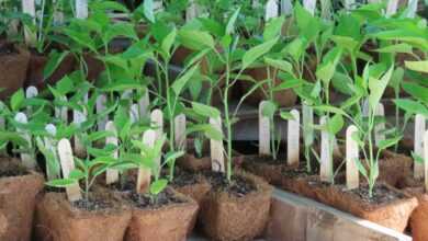 a bunch of plants that are in some pots